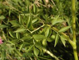 Attēlu rezultāti vaicājumam “Angelica palustris”