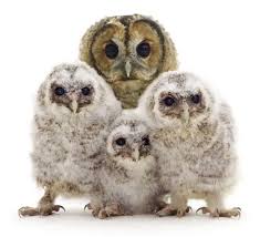 Attēlu rezultāti vaicājumam “Strix aluco female”