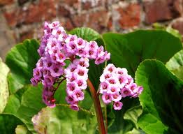 Attēlu rezultāti vaicājumam “Bergenia crassifolia flower”