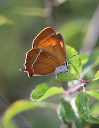 Attēlu rezultāti vaicājumam “Thecla betulae female”