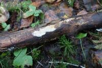 Attēlu rezultāti vaicājumam “Antrodia pulvinascens”