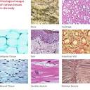 All cells within <b>tissues</b> are