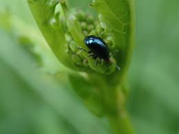 Attēlu rezultāti vaicājumam “Phaedon cochleariae”