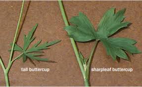 Attēlu rezultāti vaicājumam “Ranunculus acris leaf”