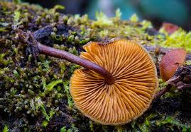 Attēlu rezultāti vaicājumam “Gymnopilus picreus”