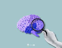 Image result for map of the brain