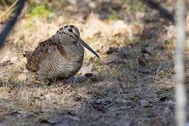 Attēlu rezultāti vaicājumam “Scolopax rusticola”
