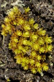 Attēlu rezultāti vaicājumam “Orthotrichum, Nyholmiella”