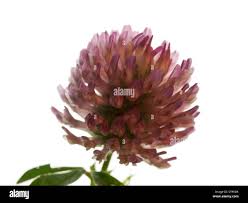 Attēlu rezultāti vaicājumam “Trifolium medium flower”