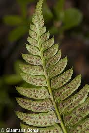 Attēlu rezultāti vaicājumam “Polystichum lonchitis”