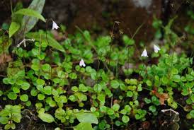 Attēlu rezultāti vaicājumam “Linnaea borealis leaf”