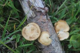 Attēlu rezultāti vaicājumam “Polyporus ciliatus”