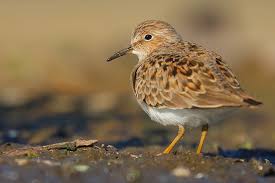 Attēlu rezultāti vaicājumam “Jynx torquilla adult”