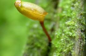 Attēlu rezultāti vaicājumam “Buxbaumia viridis”