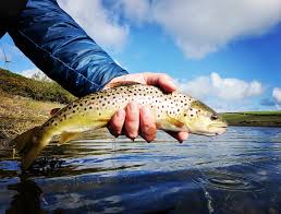 Image result for Ulverston Angling Association