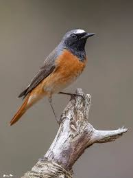 Attēlu rezultāti vaicājumam “Phoenicurus phoenicurus”