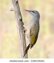 Attēlu rezultāti vaicājumam “Picus canus female”