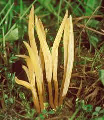 Attēlu rezultāti vaicājumam “Clavaria straminea”