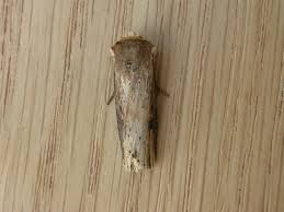 Attēlu rezultāti vaicājumam “Axylia putris”