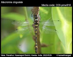 Attēlu rezultāti vaicājumam “Diderma cinereum macro”