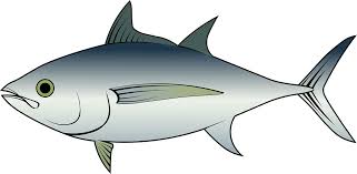 Image result for Thunnus obesus