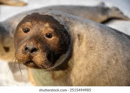 Image result for Pagophilus groenlandicus