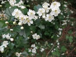 Attēlu rezultāti vaicājumam “Crataegus monogyna subsp. nordica”
