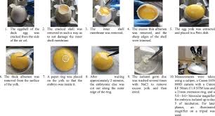 Attēlu rezultāti vaicājumam “Anas platyrhynchos eggs”