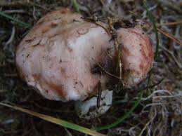 Attēlu rezultāti vaicājumam “Gomphidius roseus”