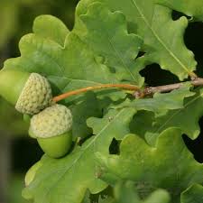 Attēlu rezultāti vaicājumam “Quercus robur”