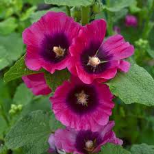 Image result for Alcea rosea