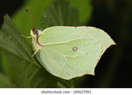 Attēlu rezultāti vaicājumam “Gonepteryx rhamni female”