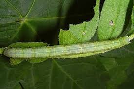 Attēlu rezultāti vaicājumam “Cleora cinctaria”