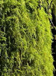 Attēlu rezultāti vaicājumam “Neckera”