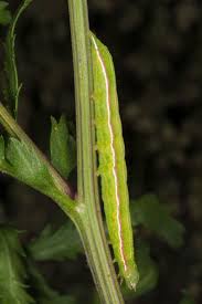 Attēlu rezultāti vaicājumam “Eucarta virgo”