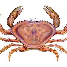 Image result for Metacarcinus magister