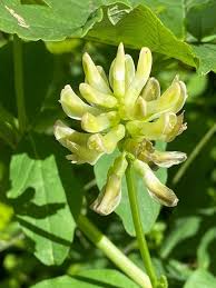 Attēlu rezultāti vaicājumam “Astragalus glycyphyllos”
