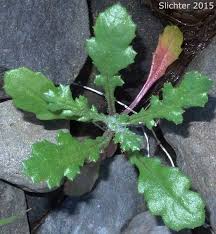 Image result for Chenopodium ambrosioides