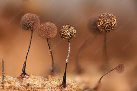 Attēlu rezultāti vaicājumam “Lamproderma arcyrioides macro”