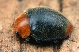 Image result for Cryptolaemus