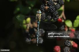 Attēlu rezultāti vaicājumam “Aeshna mixta male”