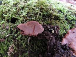 Attēlu rezultāti vaicājumam “Rigidoporus crocatus”