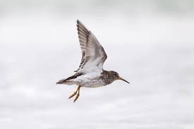 Attēlu rezultāti vaicājumam “Calidris maritima”