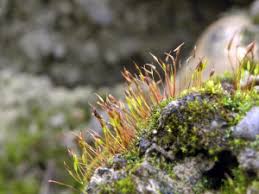 Attēlu rezultāti vaicājumam “Aloina rigida”