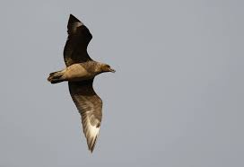 Image result for Stercorarius skua