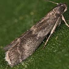 Attēlu rezultāti vaicājumam “Apomyelois bistriatella”