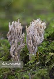 Attēlu rezultāti vaicājumam “Clavulina coralloides”