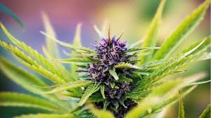 Attēlu rezultāti vaicājumam “Cannabis sativa”