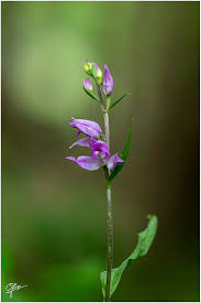 Attēlu rezultāti vaicājumam “Cephalanthera rubra bud”
