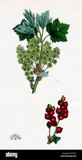 Attēlu rezultāti vaicājumam “Ribes spicatum”